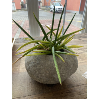 44663026 - Váza Kei L